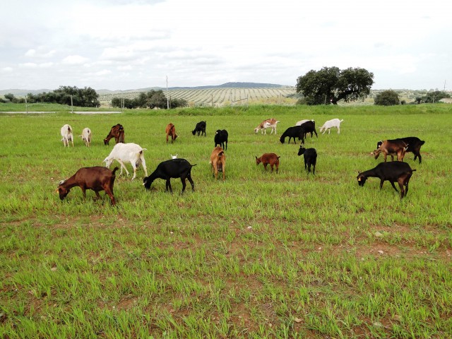 produção animal
