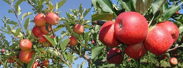 Fruticultura
