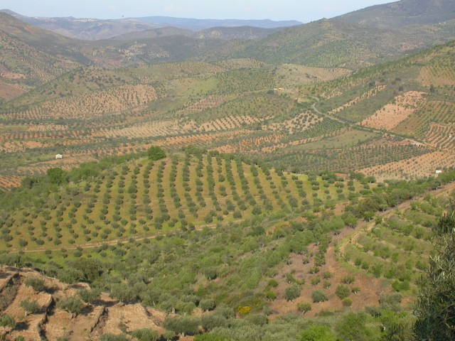 olivicultura