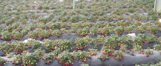 pequenos frutos