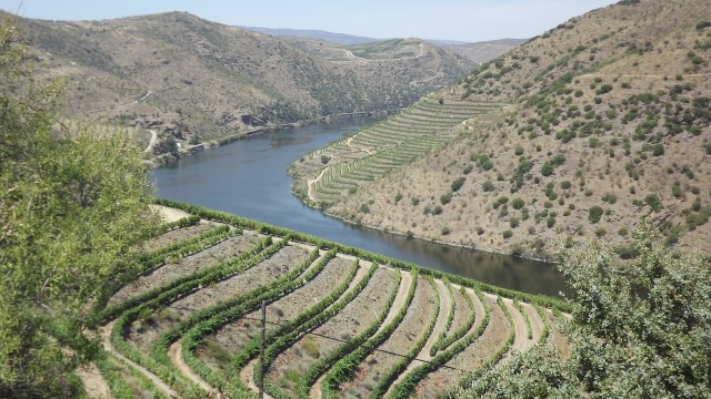 viticultura